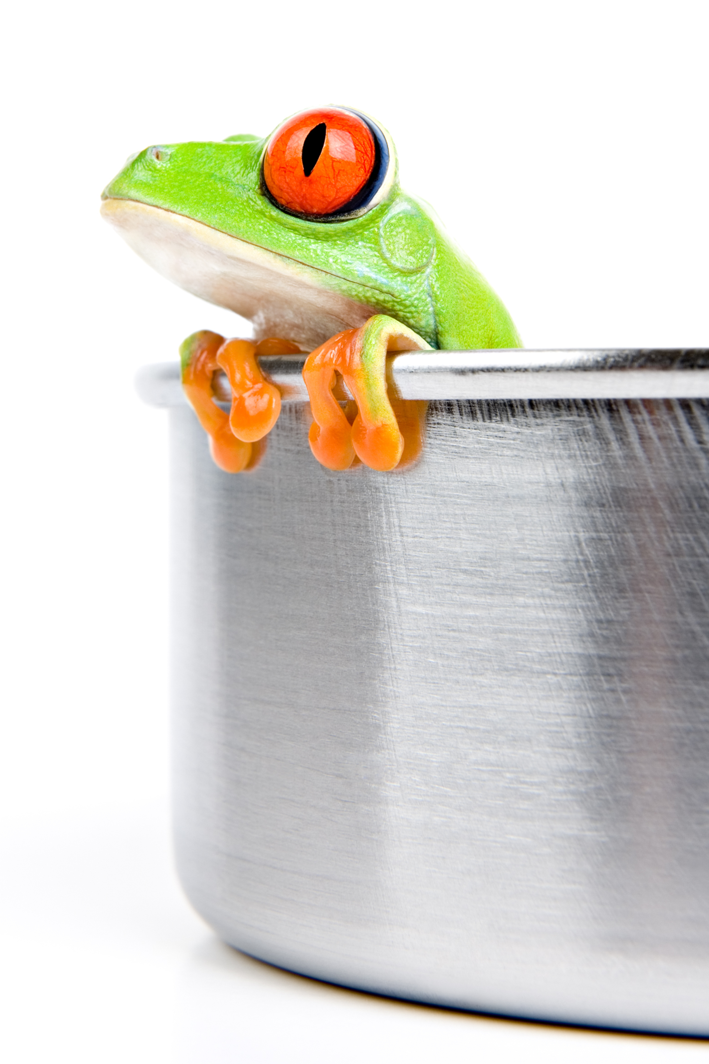 green frog looking over pot rim