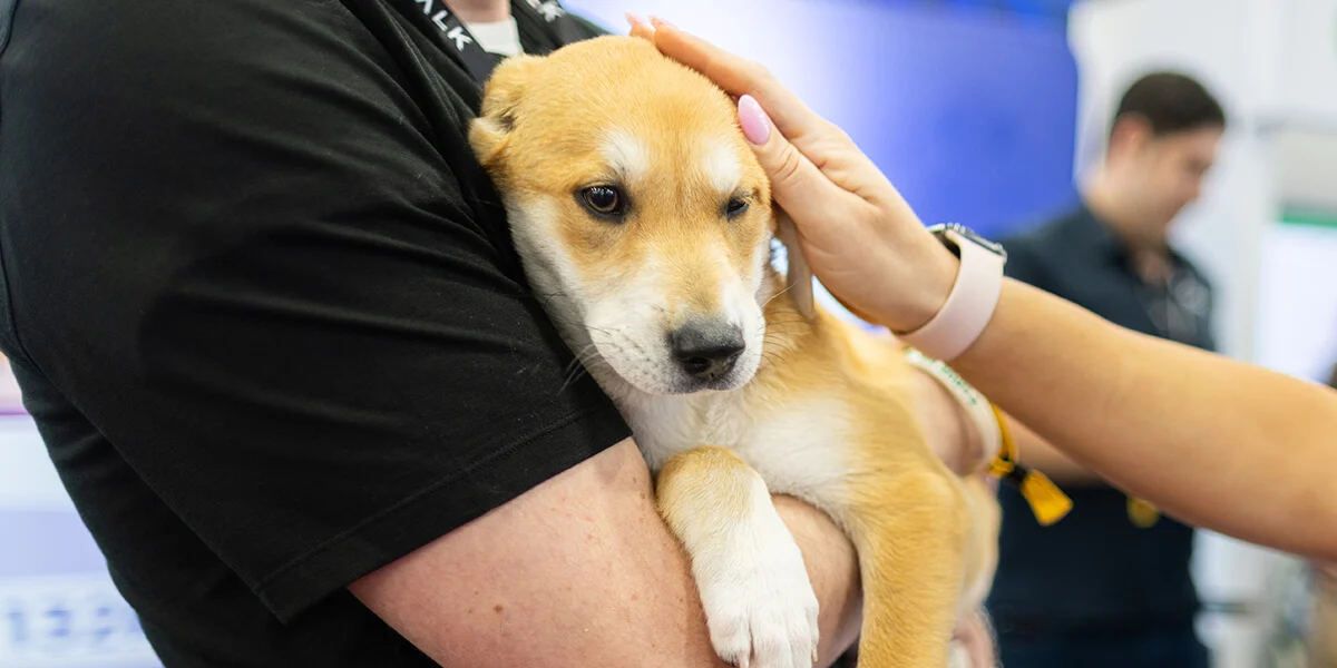 Want to make a spectacle?